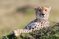 Framed Cheetah, Kenya