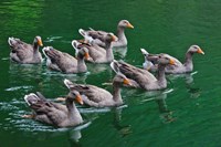 Framed Ducks on the lake, Zhejiang Province, China