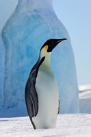 Framed Emperor Penguin on ice, Snow Hill Island, Antarctica