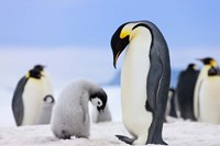 Framed Emperor Penguins, Antarctica