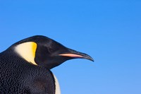 Framed Head of Emperor Penguin, Antarctica