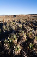 Framed Escarpment of Sanetti Plateau, red hot poker plants, Bale Mountains, Ethiopia