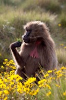 Framed Gelada Baboon primate, Ethiopia