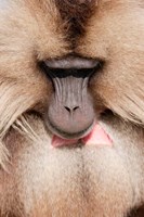 Framed Close up of Gelada Baboon, Ethiopia