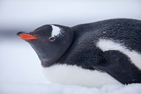 Framed Gentoo Penguin resting in snow on Deception Island, Antarctica.