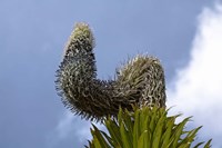 Framed Giant Lobelia flora of the Rwenzoris, Uganda