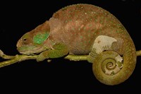 Framed Hilleniusi chameleon lizard, MADAGASCAR