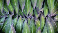 Framed Purple edged leaves of the Giant Lobelia rosette, Kenya