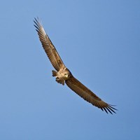 Framed Africa. Tanzania. Bateleur Eagle, Serengeti NP