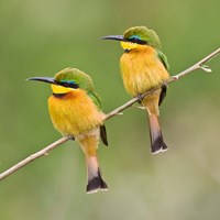 Framed Africa. Tanzania. Little Bee Eaters at Manyara NP