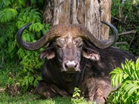 Framed African Buffalo, Aberdare National Park, Kenya