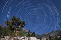 Framed pine tree on a windswept slope reaches skyward towards north facing star trails