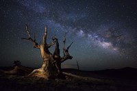 Framed Milky Way and a dead bristlecone pine tree in the White Mountains, California