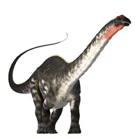 Framed Apatosaurus dinosaur was a herbivore of the Jurassic Era