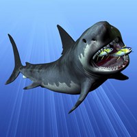 Framed Cenozoic Era Megalodon devours two swimming tuna