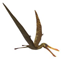 Framed Anhanguera, a genus of Pterosaur from the Cretaceous period