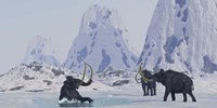 Framed Woolly Mammoth struggles for survival as he falls through ice on a frozen lake