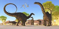 Framed Herd of Apatosaurus dinosaurs wander through a prehistoric forest