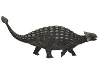 Framed Ankylosaurus, an armored dinosaur from the Cretaceous Period