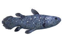 Framed Coelacanth fish against white background