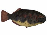 Framed Dapedius, an extinct species of primitive ray-finned fish