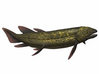 Framed Dipterus, an extinct genus of freshwater lungfish
