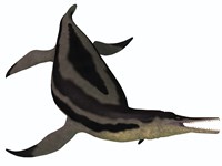 Framed Dolichorhynchops, an extinct genus of short-neck Plesiosaur