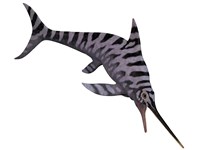 Framed Eurhinosaurus, an extinct genus of ichthyosaur