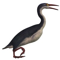 Framed Hesperornis, a genus of flightless birds from the Cretaceous Period