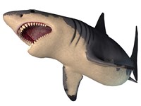 Framed Megalodon shark, an enormous predator from the Cenozoic Era