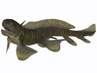 Framed Xenacanthus, a Devonian freshwater shark