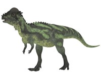 Framed Pachycephalosaurus, a biped dinosaur from the Cretaceous Period
