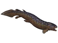 Framed Rhizodus, an extinct predatory lobe-finned fish