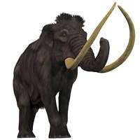 Framed Woolly Mammoth