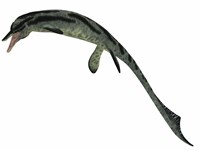 Framed Cymbospondylus, an early ichthyosaur from the Triassic Period