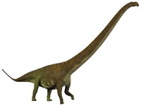 Framed Mamenchisaurus, a sauropod dinosaur