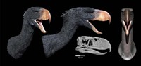 Framed Head reconstruction of Andalgalornis steulleti