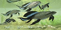 Framed Scaumenacia lobe-finned fish from the Devonian period