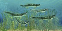 Framed Orthacanthus was a freshwater shark that thrived in the Devonian Period