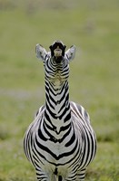 Framed Male Burchell's Zebra Exhibits Flehmen Display to Sense Females, Kenya