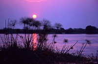 Framed Kenya. Sunset reflects through silhouetted reeds.