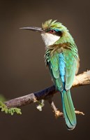 Framed Kenya, Samburu NR, Somali bee-eater, tropical bird