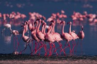 Framed Lesser Flamingo, Kenya