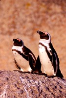 Framed Jackass Penguins, Simons Town, South Africa