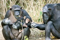Framed Kenya, Chimpanzees at Sweetwaters Tented Camp