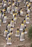 Framed King penguins, Salisbury Plain