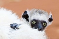 Framed Madagascar, Verreau's sifaka primate