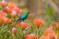 Framed Malachite Sunbird, Cape Province, South Africa