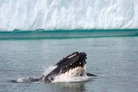 Framed Humpback whale, Antarctic