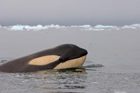 Framed Killer whale, Western Antarctic Peninsula